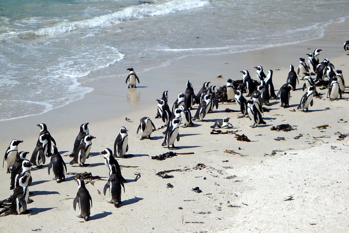 Best of cape 3-Day attraction tour:Arme helicopter &Cape Peninsula& Wine Tasting - Image 3