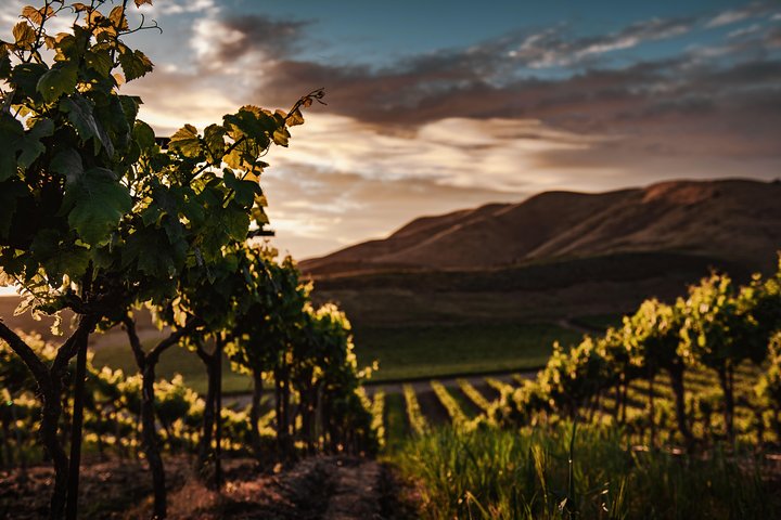 Best of Cape Private tour (Cape Of Goodhope Cape Point & Stellenbosch Winelands) - Image 2