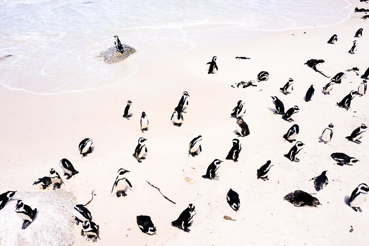 Best of Cape Private tour (Cape Of Goodhope Cape Point & Stellenbosch Winelands) - Image 4
