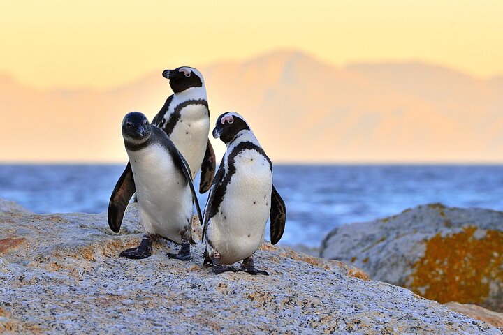 Best of Cape Town Full-Day Private Tour with Table Mountain - Image 1