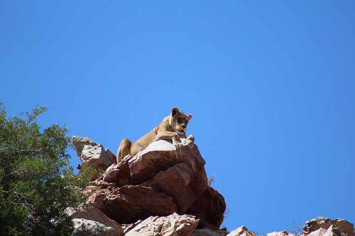 Big 5 African Safari near Cape Town  - Image 1