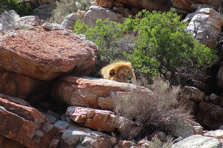 Big 5 African Safari near Cape Town  - Image 2