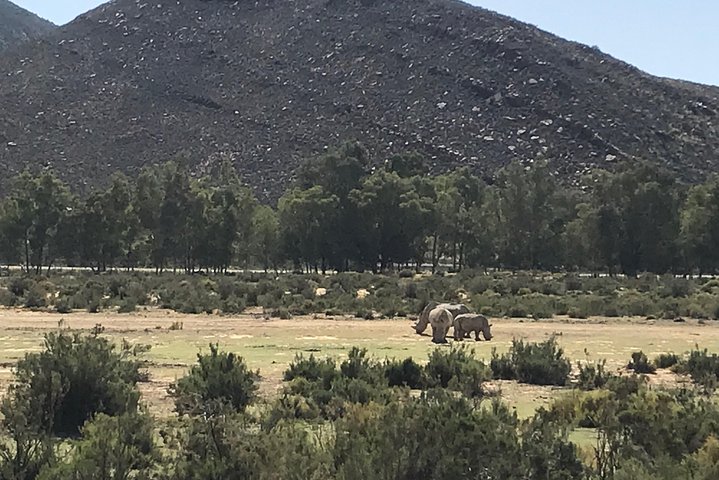Big 5 African Safari near Cape Town  - Image 5