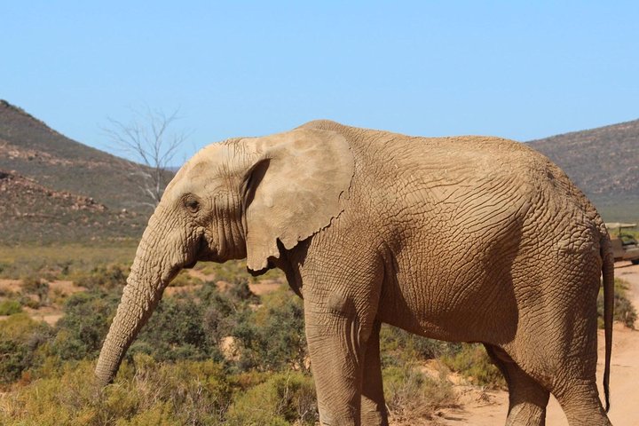 Big 5 African Safari near Cape Town  - Image 4