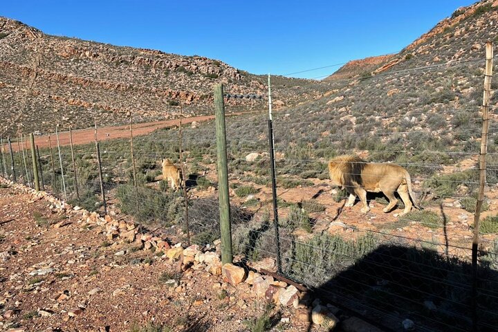 Big 5 Safari Aquila Full Day Private Return From Cape Town - Image 2
