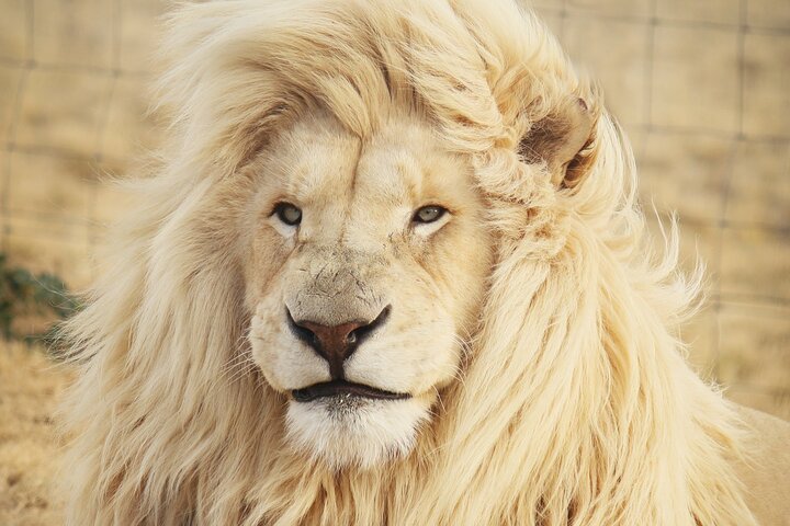 Big 5 Safari Aquila Full Day Private Return From Cape Town - Image 1
