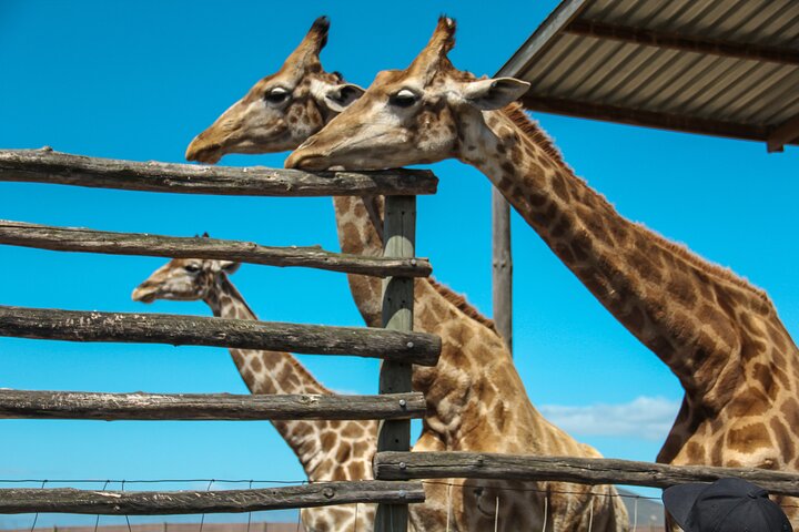 Big 5 Safari Aquila Full Day Private Return From Cape Town - Image 3