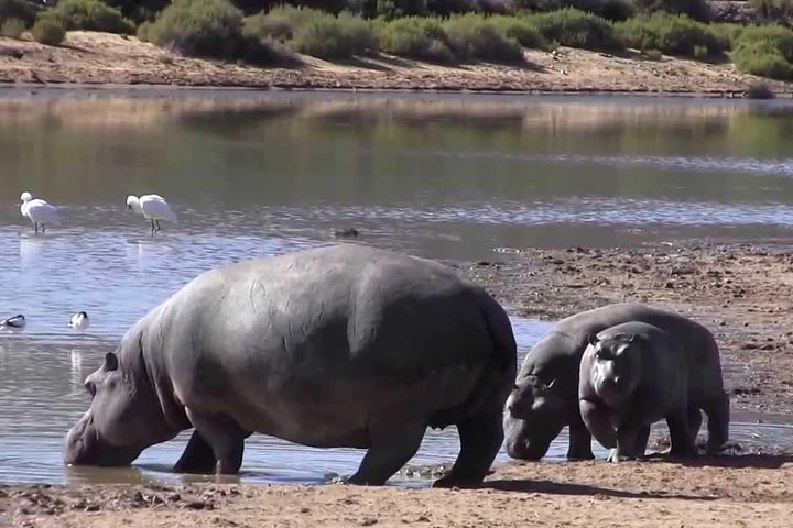 Big-Five Safari Full Day Guided Return Transfer from Cape Town  - Image 5