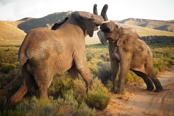 Big-Five Safari Full Day Guided Return Transfer from Cape Town  - Image 1
