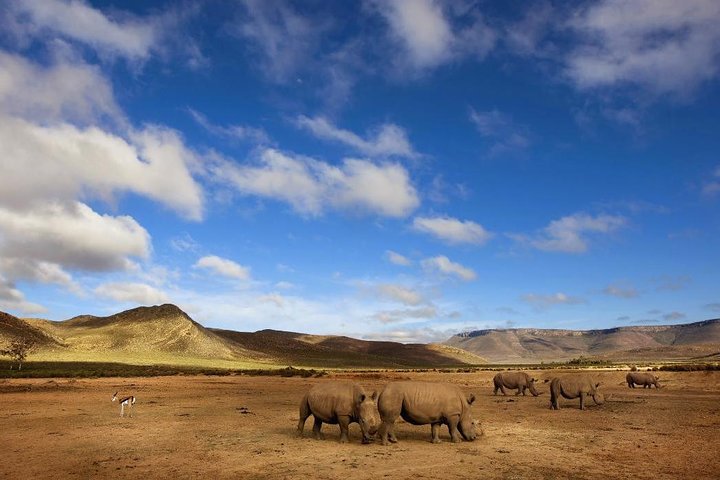 Big-Five Safari Full Day Guided Return Transfer from Cape Town  - Image 3