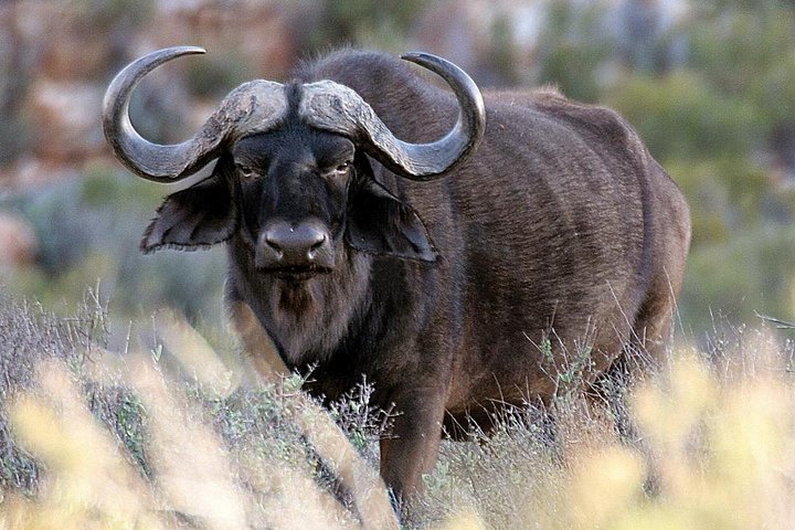 Big-Five Safari Full Day Guided Return Transfer from Cape Town  - Image 4