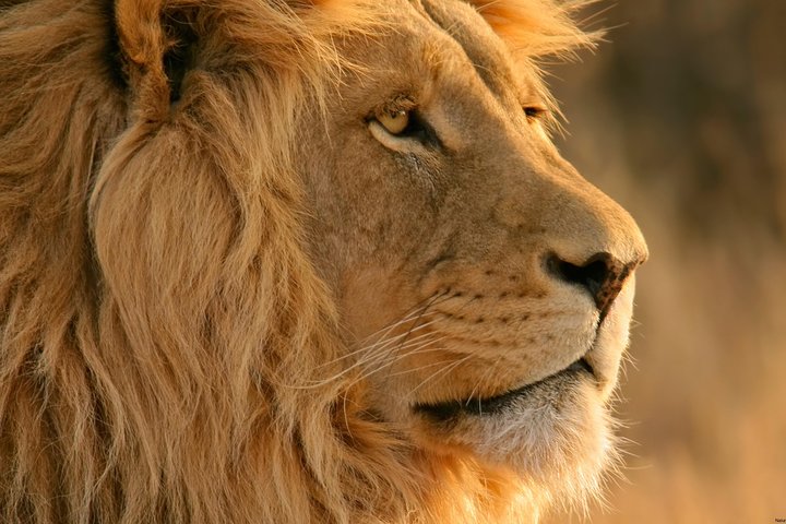 Big-Five Safari Full Day Guided Return Transfer from Cape Town  - Image 2