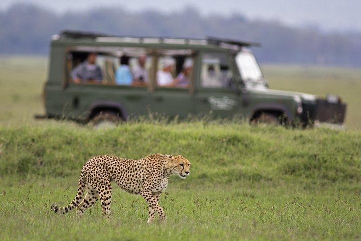 Big Five Safari – Sunset Half Day Tour - Image 1