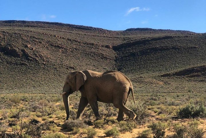 Big Five Safari – Sunset Half Day Tour - Image 2