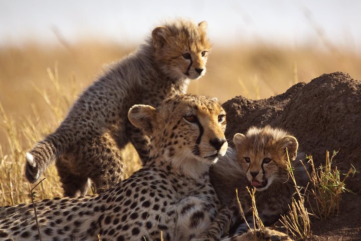 Big Five Safari – Sunset Half Day Tour - Image 5