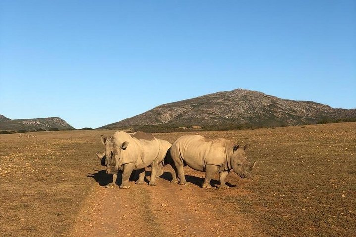 Big Five Safari – Sunset Half Day Tour - Image 4