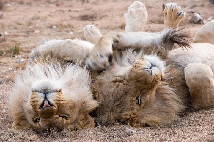 Big Five Safari – Sunset Half Day Tour - Image 3