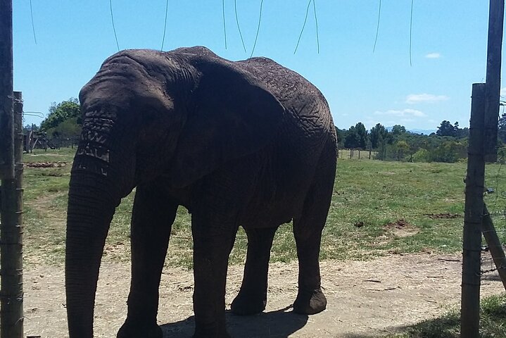 Big Five Safari Tour near Cape Town Full Day Tour - Image 1