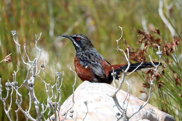 Birdwatching in Cape Town - Image 4