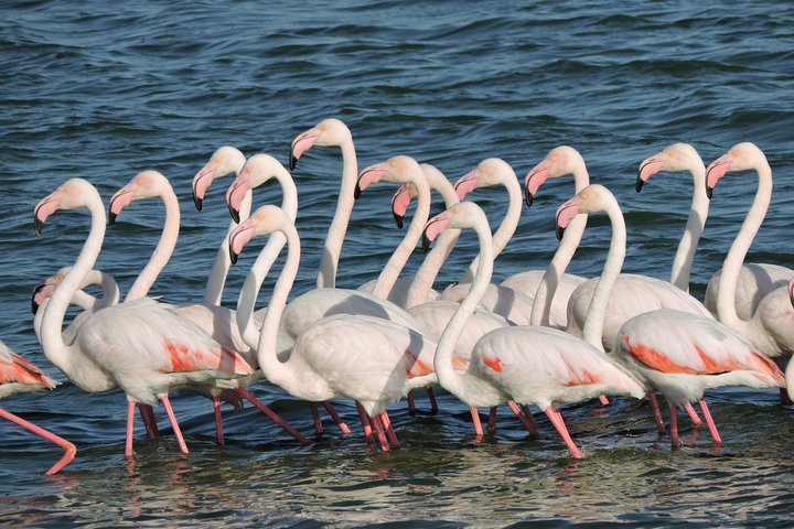 Birdwatching in Cape Town - Image 5