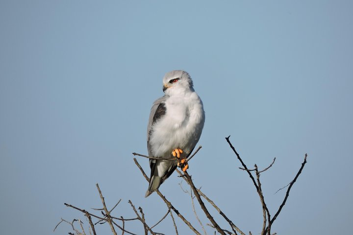 Birdwatching in Cape Town - Image 2