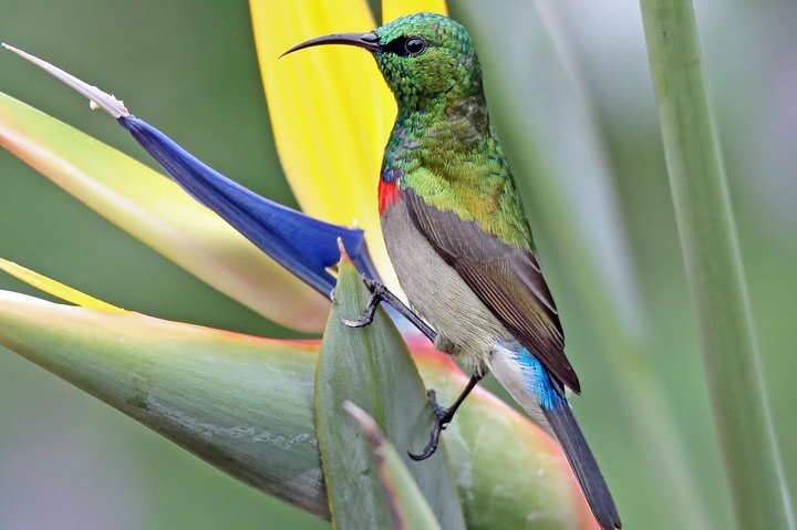 Birdwatching in Cape Town - Image 3