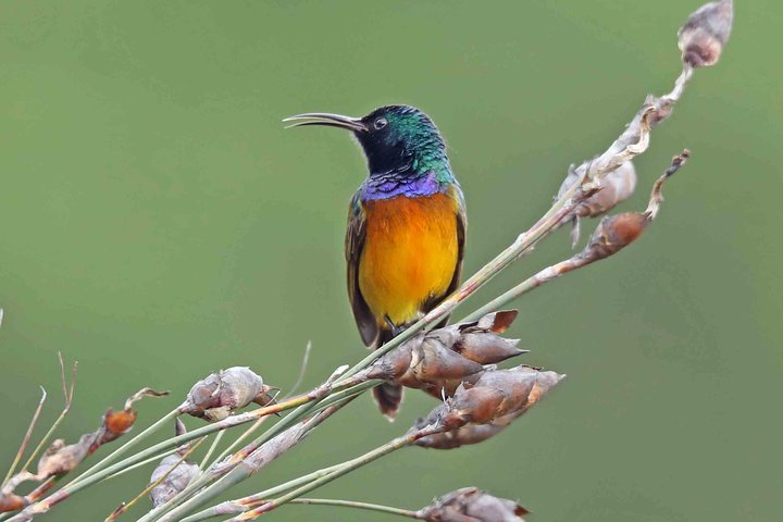 Birdwatching in Cape Town - Image 1
