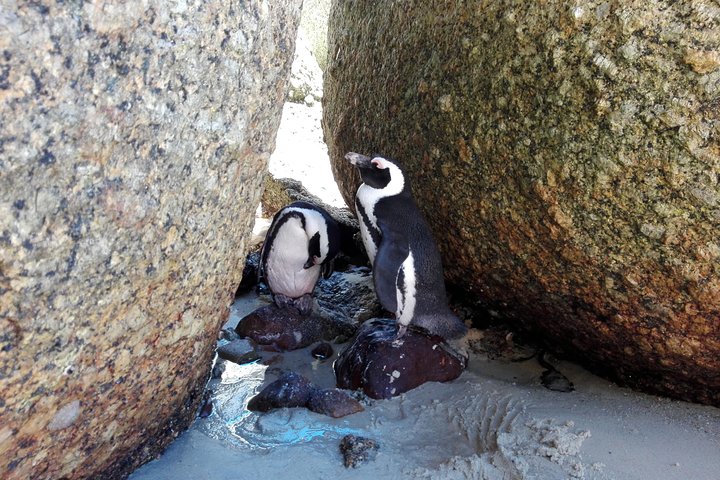 Boulder's Beach African Penguins Chapman's Peak & Simonstown - Image 5