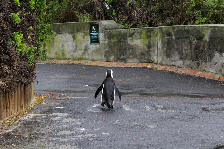 Boulder's Beach African Penguins Chapman's Peak & Simonstown - Image 3