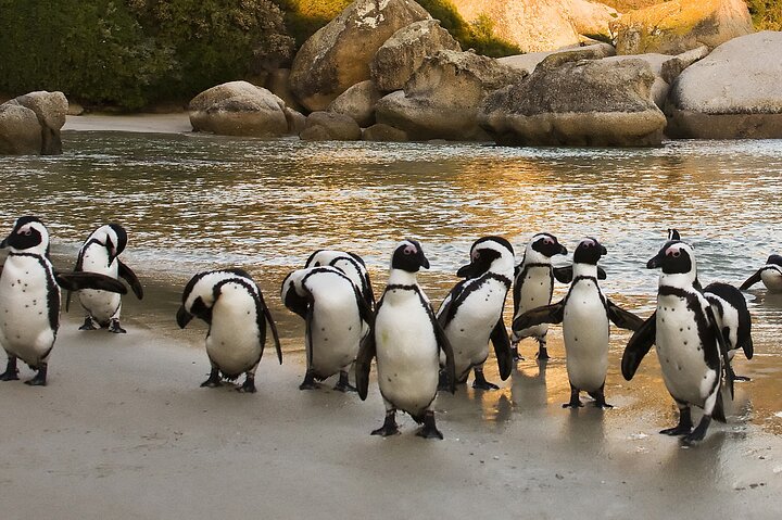 Boulders Beach Cape Town: Swimming With Penguin & Close Encounter Half Day Tour - Image 5