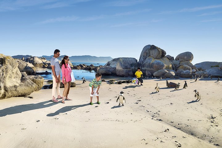 Boulders Beach Cape Town: Swimming With Penguin & Close Encounter Half Day Tour - Image 3