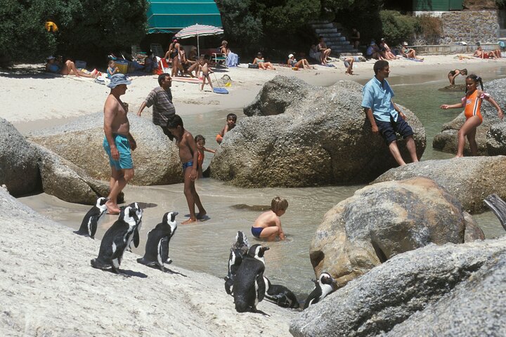 Boulders Beach Cape Town: Swimming With Penguin & Close Encounter Half Day Tour - Image 2