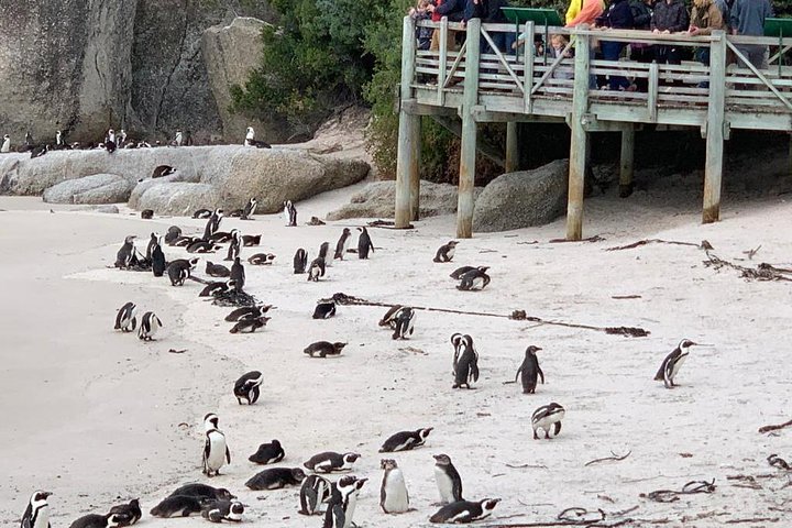 Boulders beach penguins and Wine tasting full day tour - Image 1