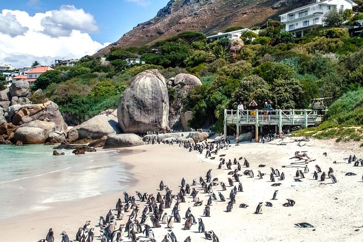 Breath-taking Cape Peninsula Tour - Image 4