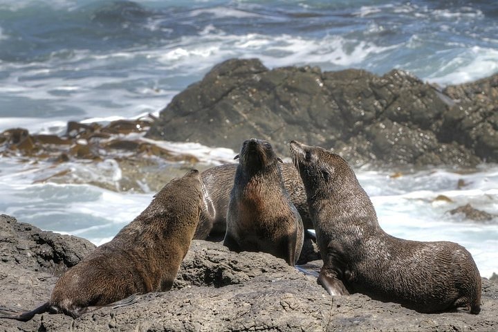 Cape City Center, World of Birds and Seal Island Tour. - Image 4