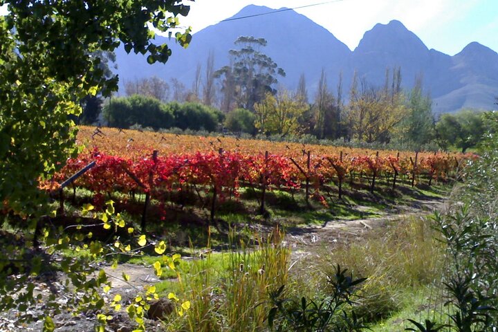 Cape of Good Hope and Cape Winelands Day Tour from Cape Town - Image 4
