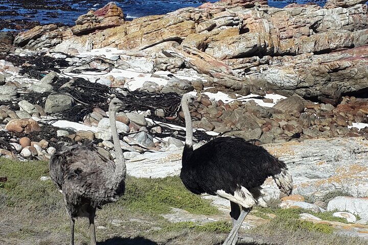 Cape of Good Hope and Cape Winelands Day Tour from Cape Town - Image 5