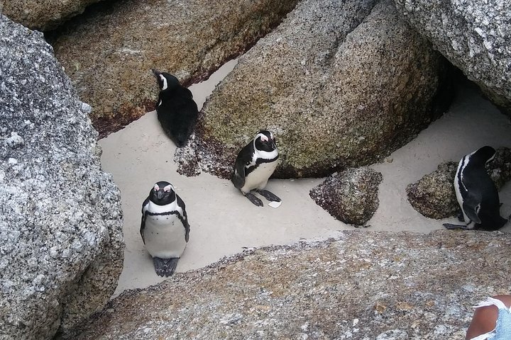 Cape of Good Hope and Penguins - Image 5