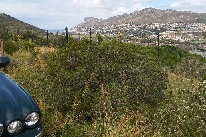 Cape of Good Hope and Penguins - Image 1