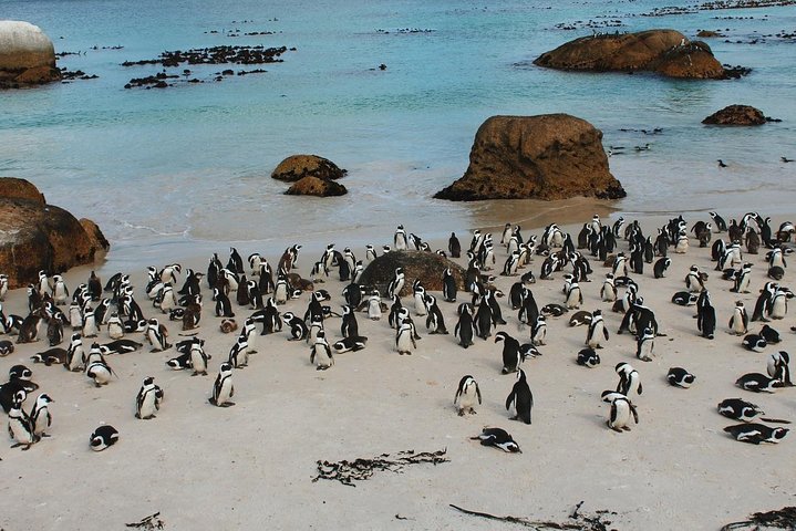 Cape Of Good Hope and Penguins Full Day Small Group Tour from Cape Town - Image 3