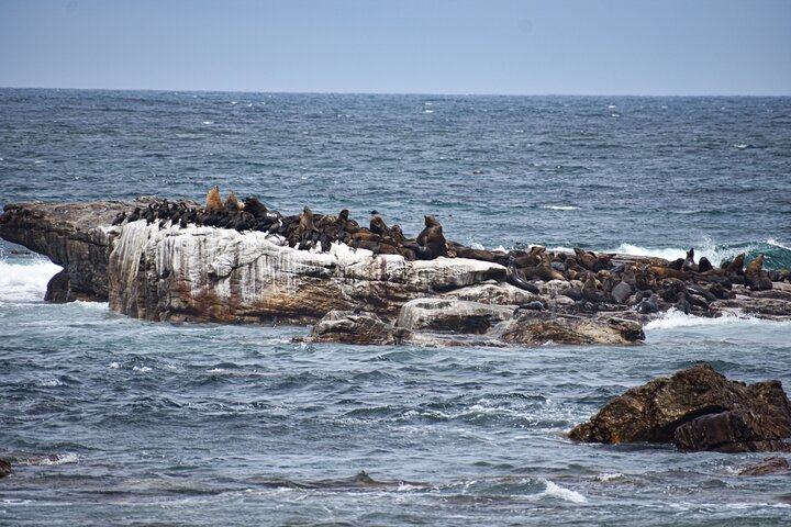 Cape of Good Hope and Penguins Full-Day Tour From Cape Town - Image 3