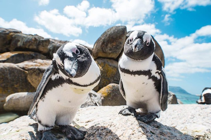 Cape of Good Hope and Penguins Full-Day Tour (Guided from Cape Town) - Image 1