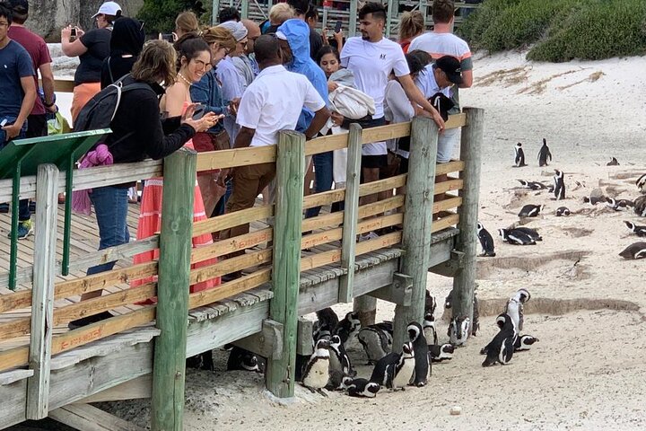 Cape Of Good Hope and Penguins viewing Private Tour - Image 5