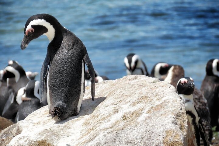 Cape Of Good Hope and Table Mountain Day Trip from Cape Town parks fees include - Image 3