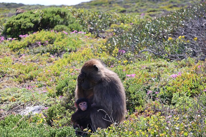 Cape Of Good Hope and Table Mountain Day Trip from Cape Town parks fees include - Image 5