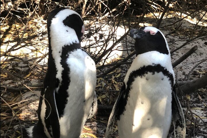 Cape of Good Hope, Boulders Beach Penguins and Wine (Traveler's Choice Award) - Image 3