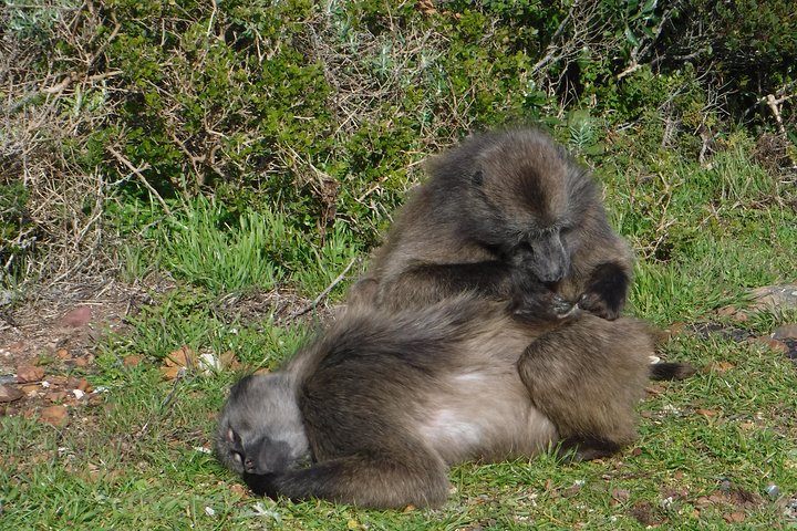 Cape of Good hope, Cape Point & Penguins, Private customizable Morning Tour - Image 4