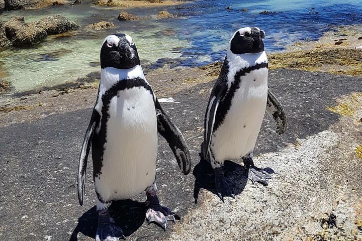 Cape of Good Hope-Penguin-Private Tour Combined With Wine Tasting Full Day Tour - Image 1