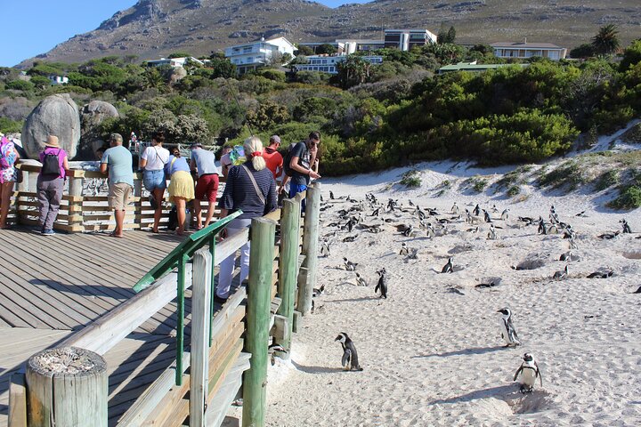 Cape of Good Hope Penguins From Cape Town Excluding Entry Fees Shared Tour - Image 1