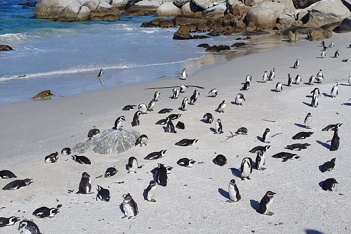 Cape of Good Hope & Penguins from Cape Town Full-Day Private Tour - Image 5
